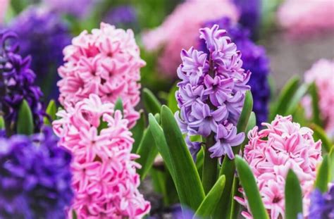 hyacinth images|hyacinth poisonous.